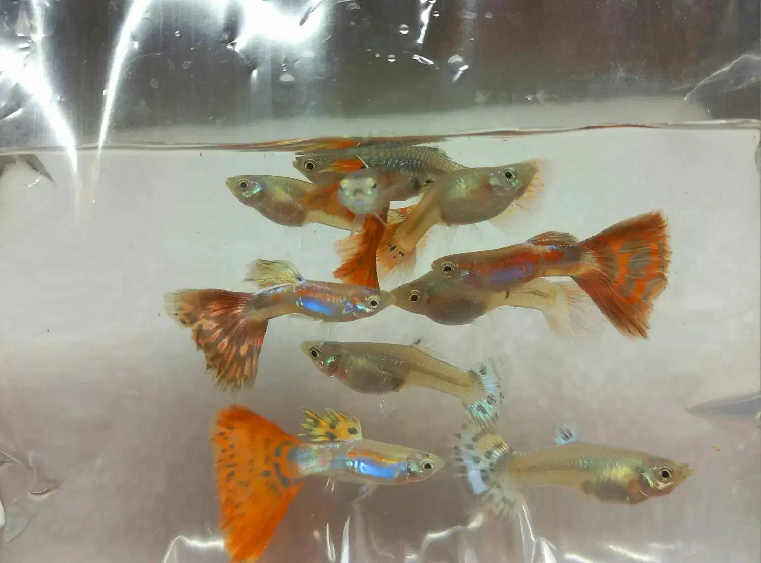 ماهی گوپی نژاد خالص|ماهی|تهران, تهرانسر شرقی|دیوار