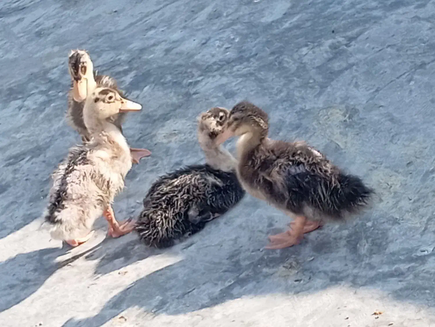 اردک 2ماهه|حیوانات مزرعه|آبپخش, |دیوار