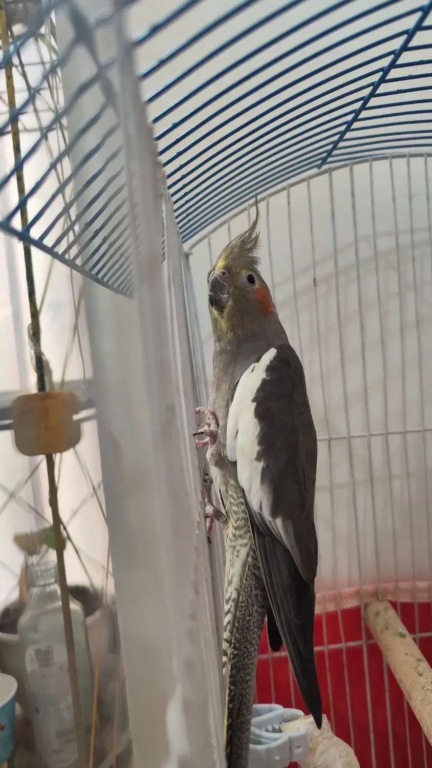 عروس خاکستری ماده بالغ دستی|پرنده|خورموج, |دیوار