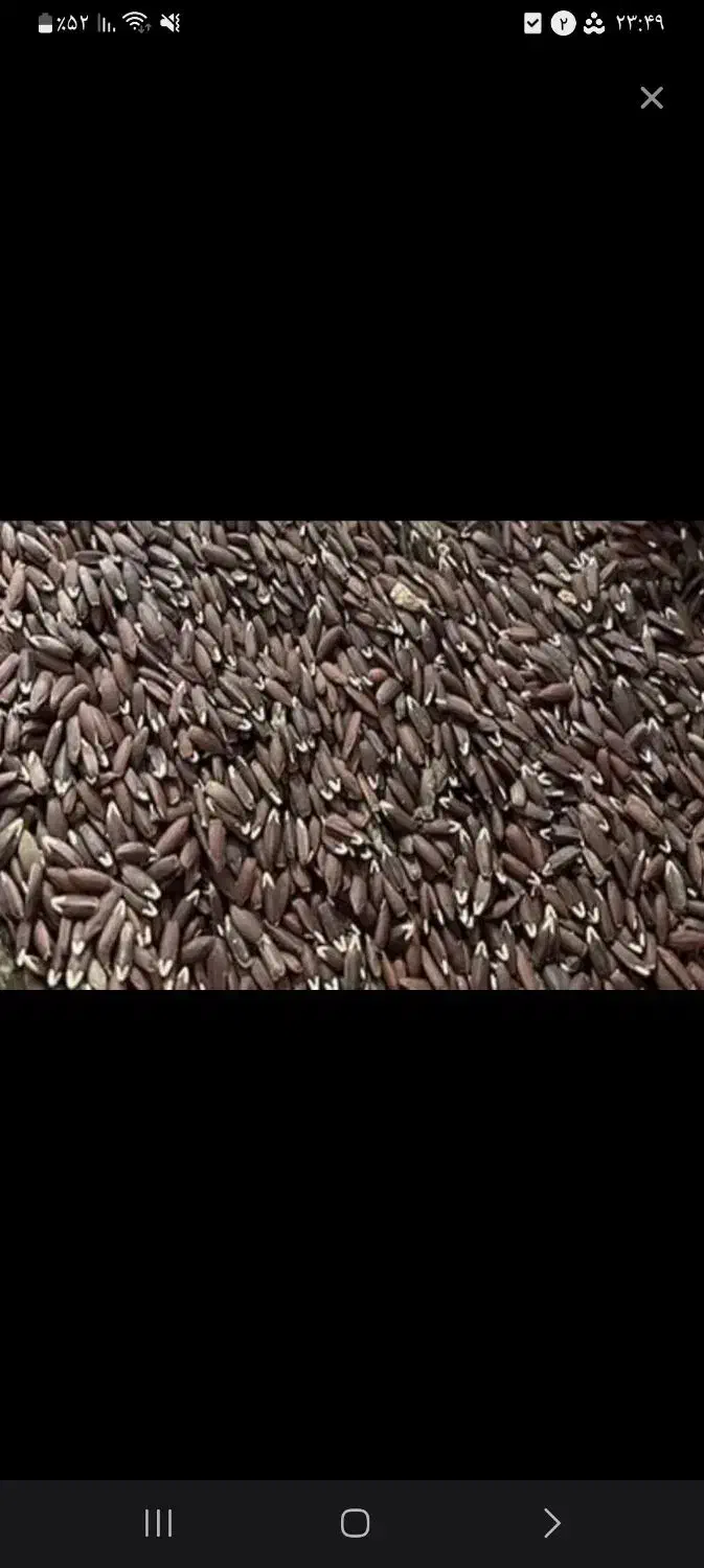 بزرک امسال|خوردنی و آشامیدنی|مراغه, |دیوار