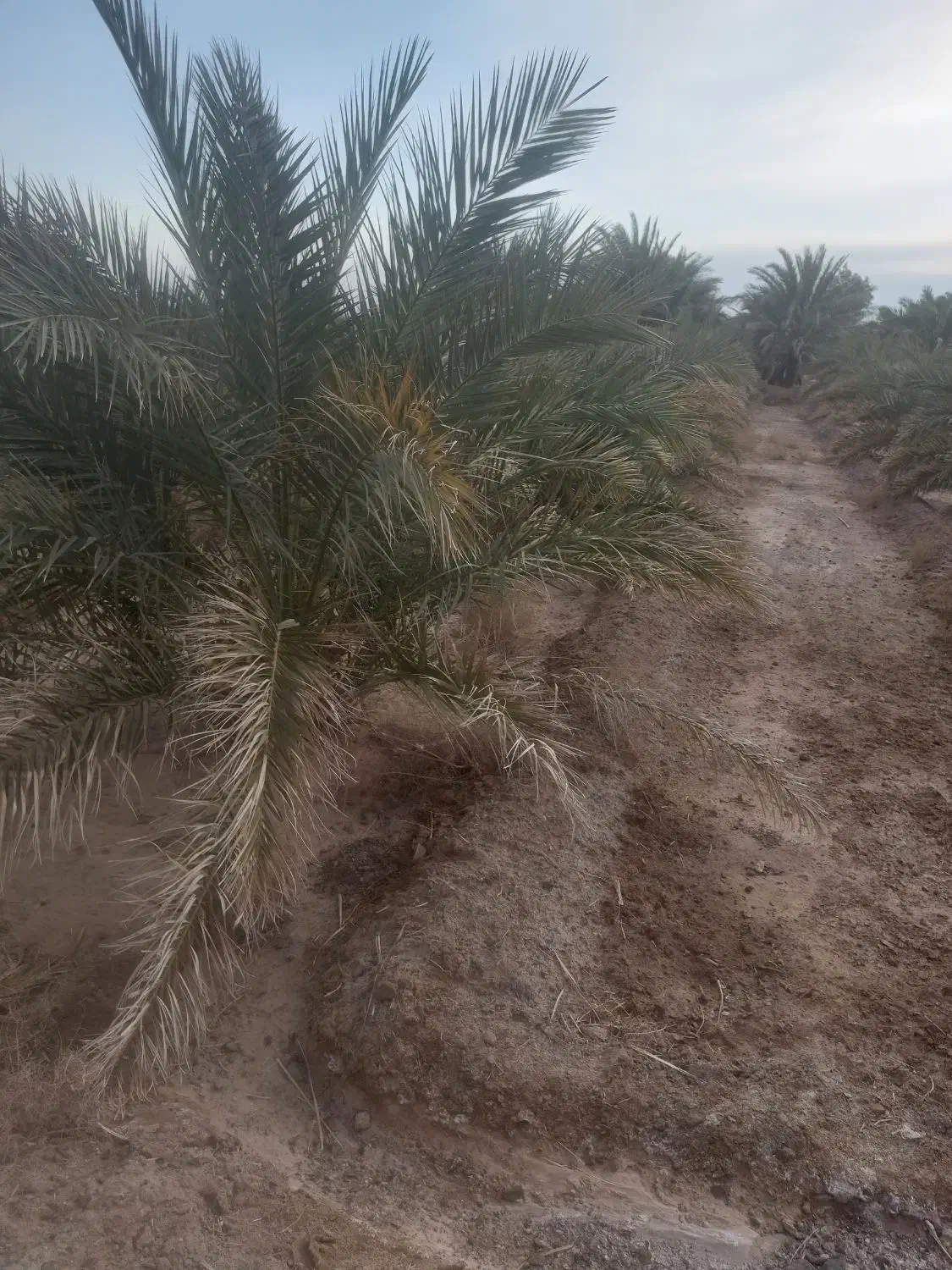 باغ خرما|فروش دفتر صنعتی، کشاورزی، تجاری|ریگان, |دیوار