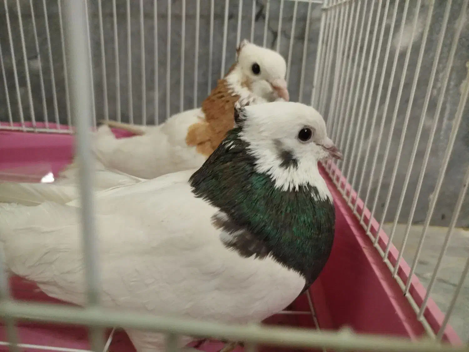 طوقی|پرنده|شیراز, تل حسین‌آباد|دیوار