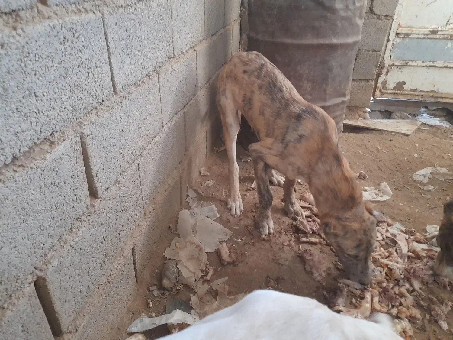 سگ فروشی|سگ|قائن, |دیوار