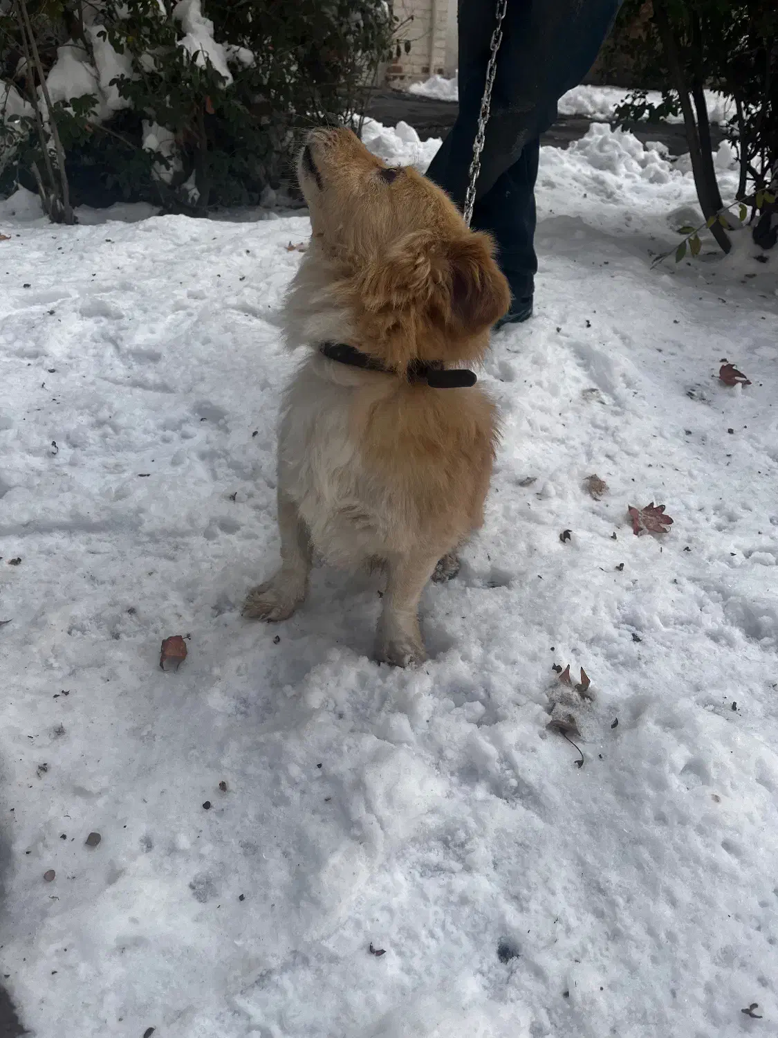 واگذاری سگ|سگ|همدان, |دیوار