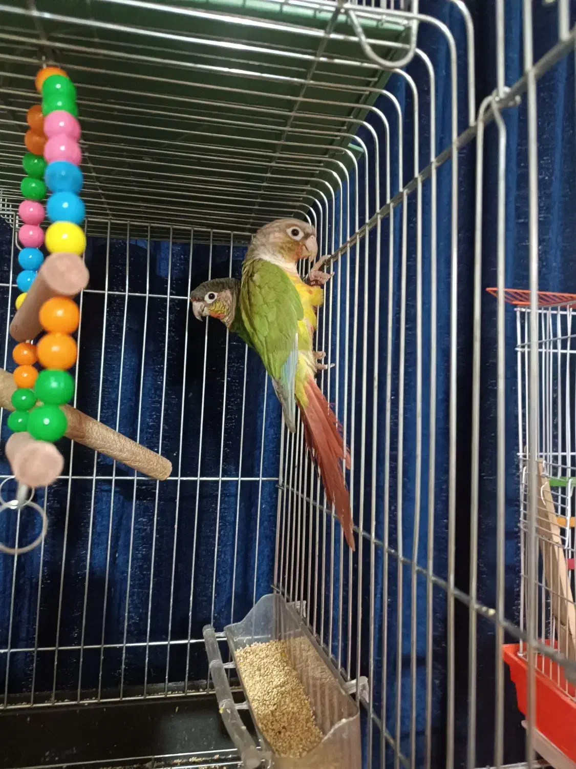 پرنده برزیلی|پرنده|ری, فیروزآبادی|دیوار