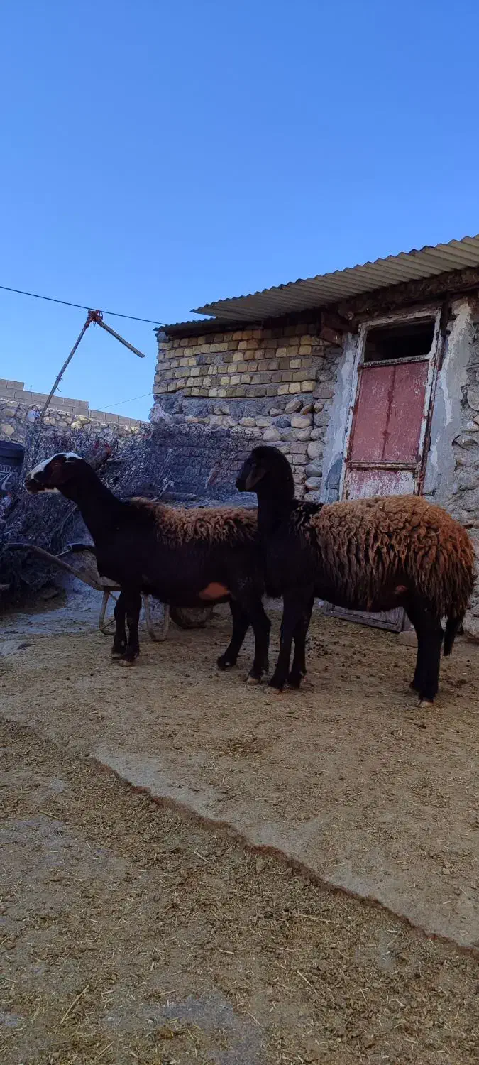 گوسفند|حیوانات مزرعه|زاغه, |دیوار