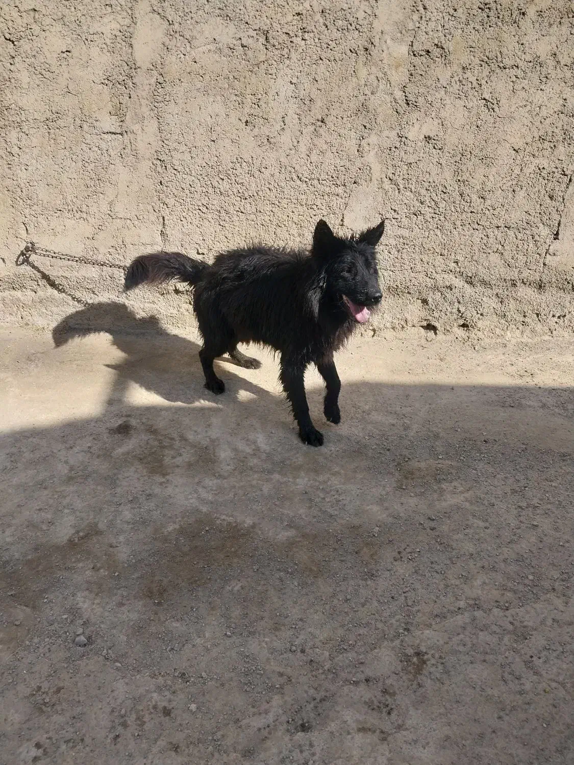 واگذاری سگ ژرمن شپرد بلک|سگ|باقرشهر, |دیوار