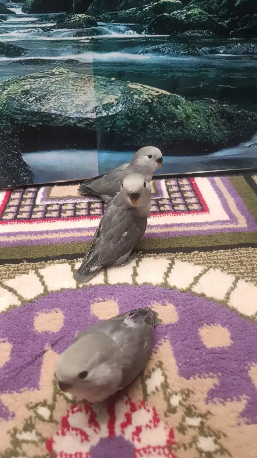 طوطی برزیلی|پرنده|پاکدشت, پاکدشت (مامازند)|دیوار