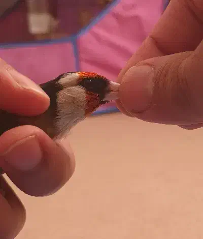 سهره نر|پرنده|پارسآباد, |دیوار