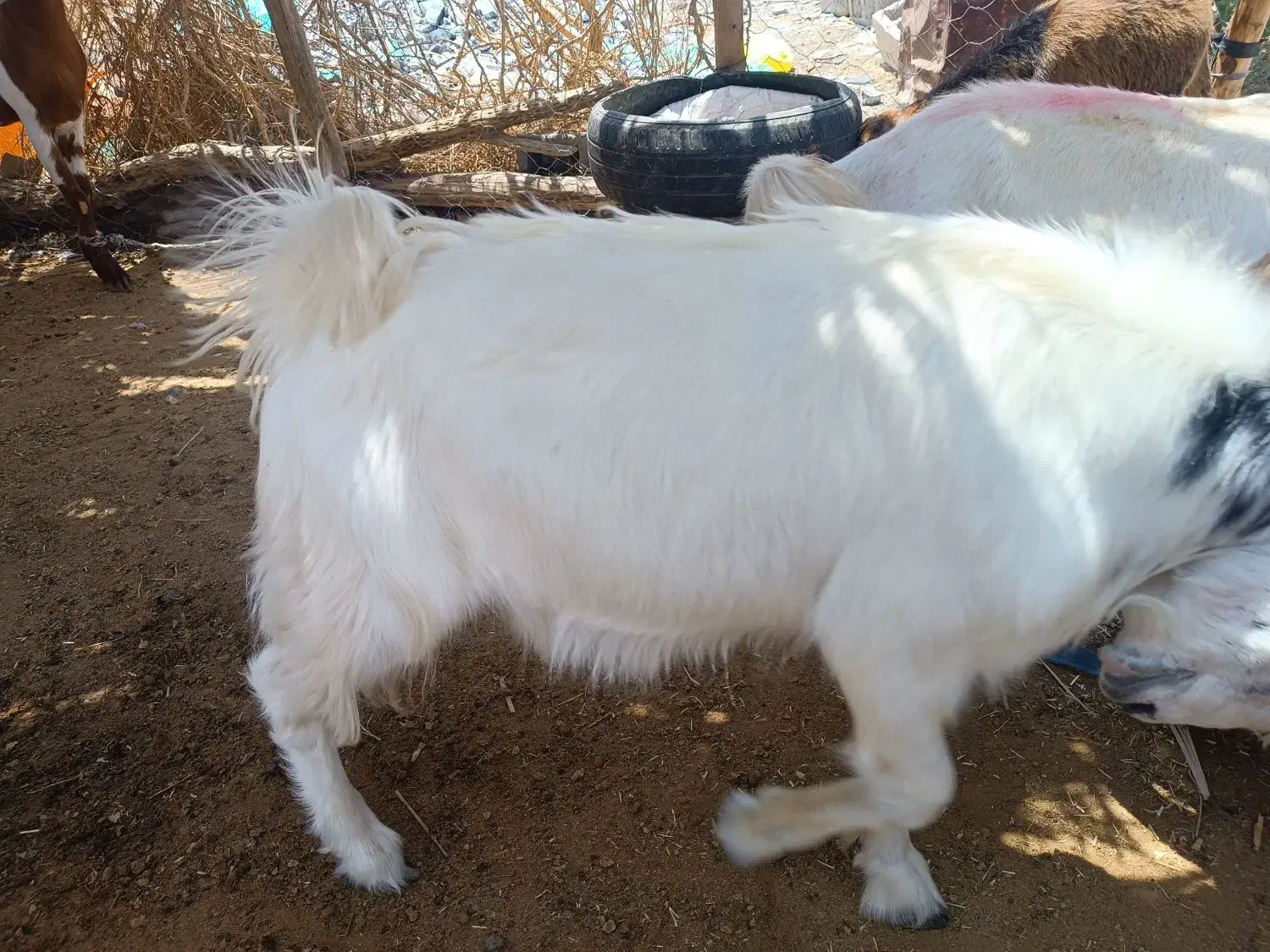 چپشت|حیوانات مزرعه|فاریاب, |دیوار