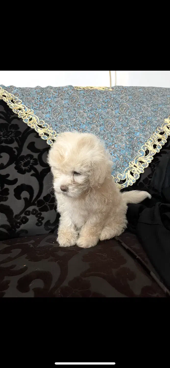 توله شیتزو کراس|سگ|سبزوار, نواب صفوی|دیوار