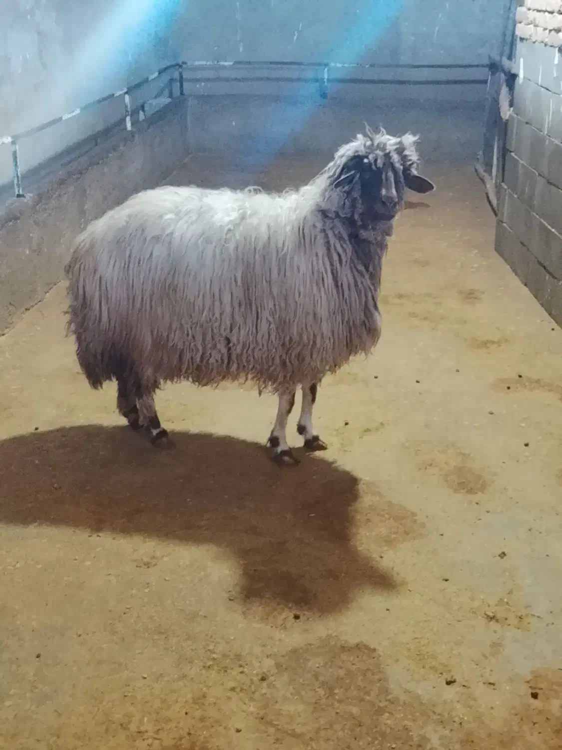 شیشک لری|حیوانات مزرعه|بیرانوند, |دیوار