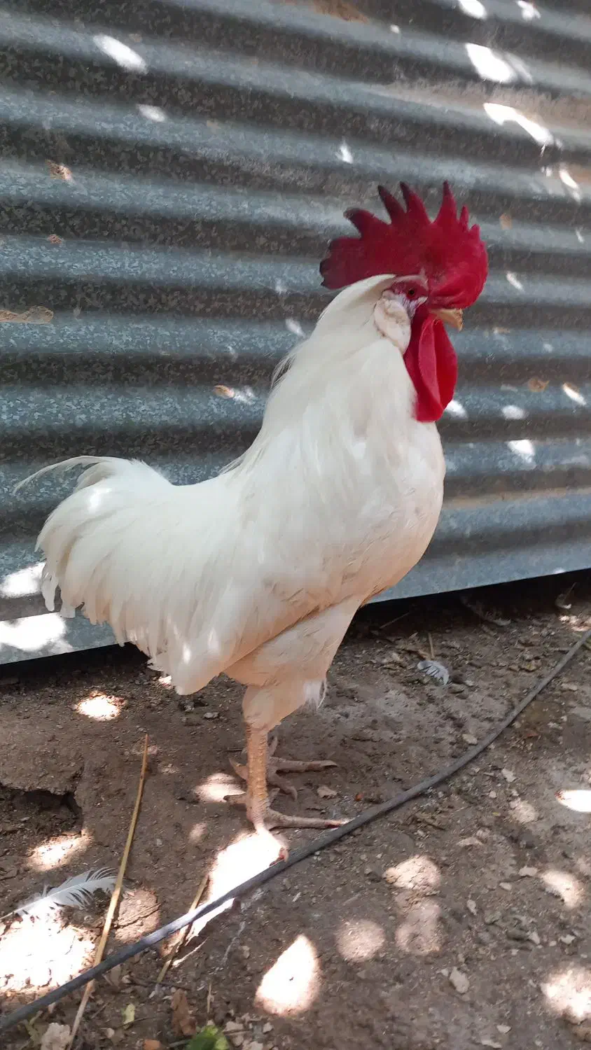 خروس معاوضه با نیمچه|حیوانات مزرعه|دهدشت, |دیوار