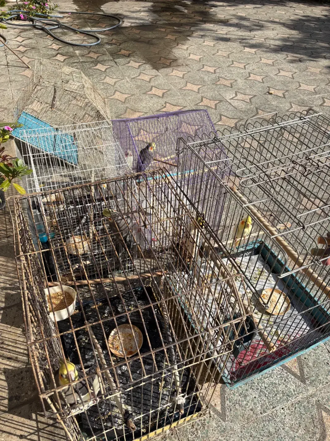 پرنده عروس هلندی سخنگو|پرنده|قائمشهر, |دیوار