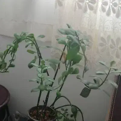 قلمه گل فردوس|گل و گیاه طبیعی|لار, |دیوار