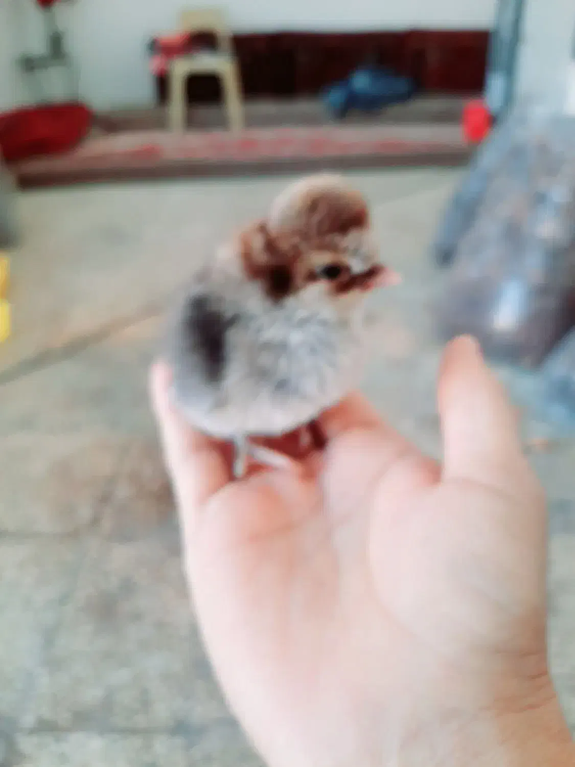 گالری از مرغ خروس جوجه محلی|حیوانات مزرعه|بهبهان, |دیوار