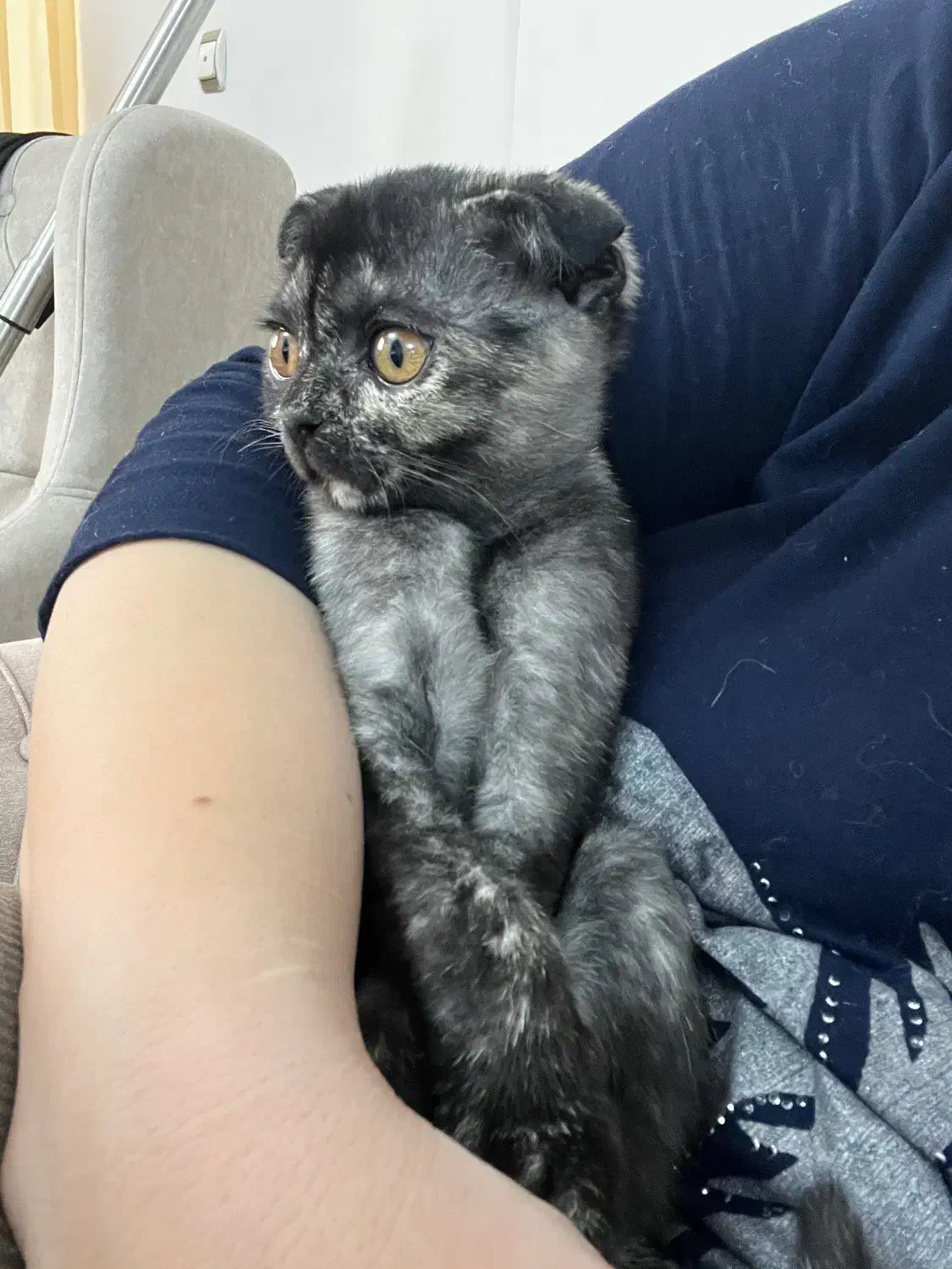 بچه گربه اسکانیش بریتیش فروشی|گربه|تبریز, |دیوار