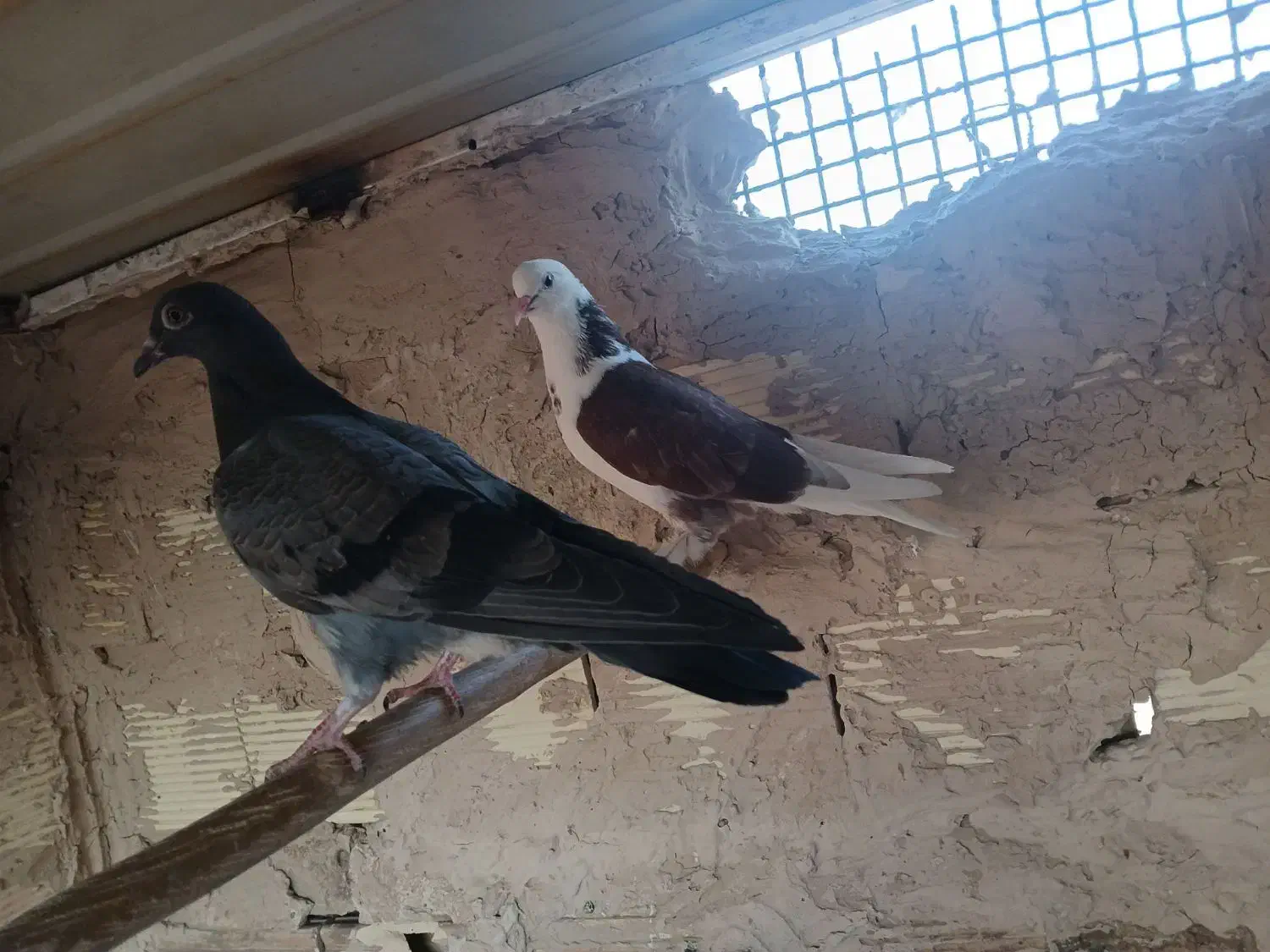 جوجه پشتدار و سبز پیس کاکلی|پرنده|قم, حاج خلیل|دیوار