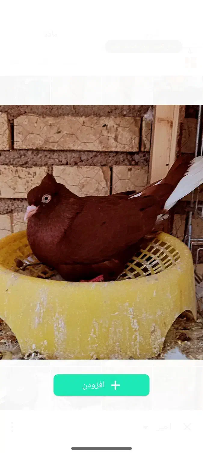 سرخ دم سفید|پرنده|گتوند, |دیوار