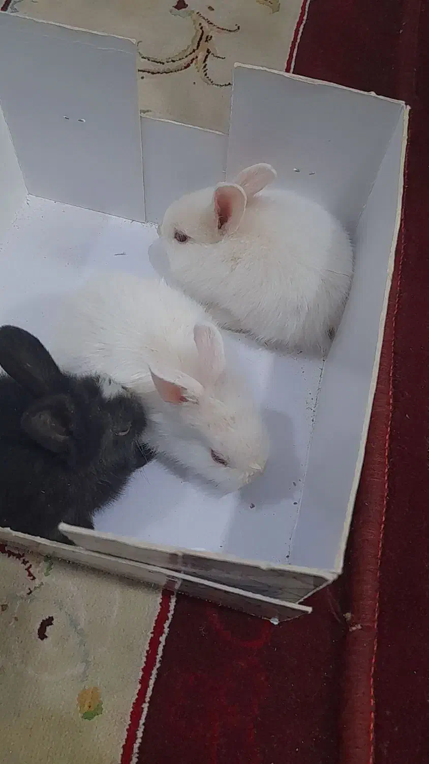 خرگوش|موش و خرگوش|کرمان, |دیوار