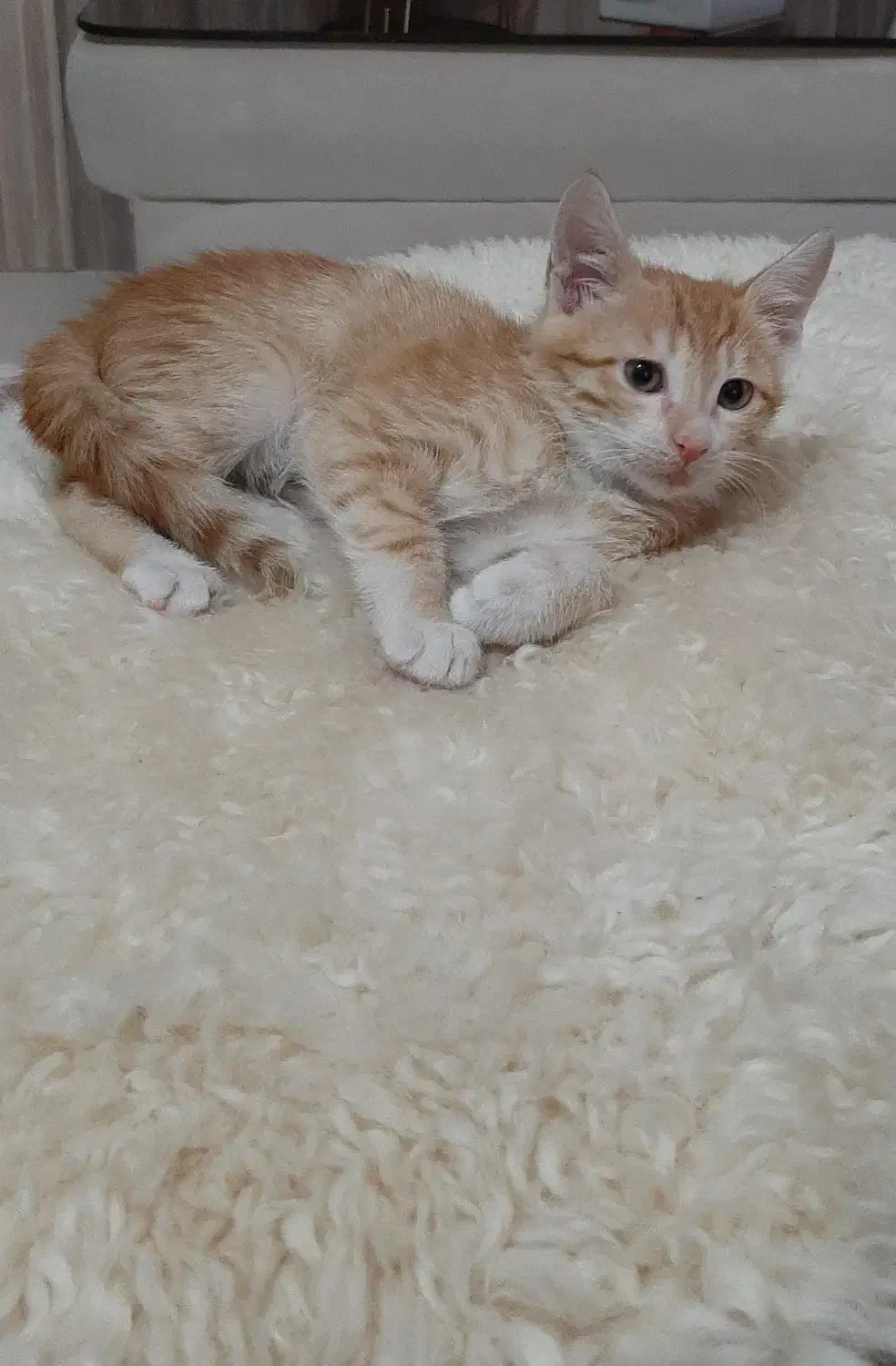 واگذاری ۳ بچه گربه نر و ماده|گربه|رشت, آتشگاه|دیوار