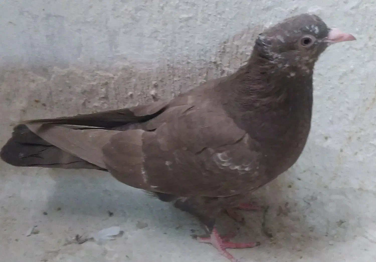 جوجه سینه|پرنده|مشهد, پایگاه شکاری|دیوار