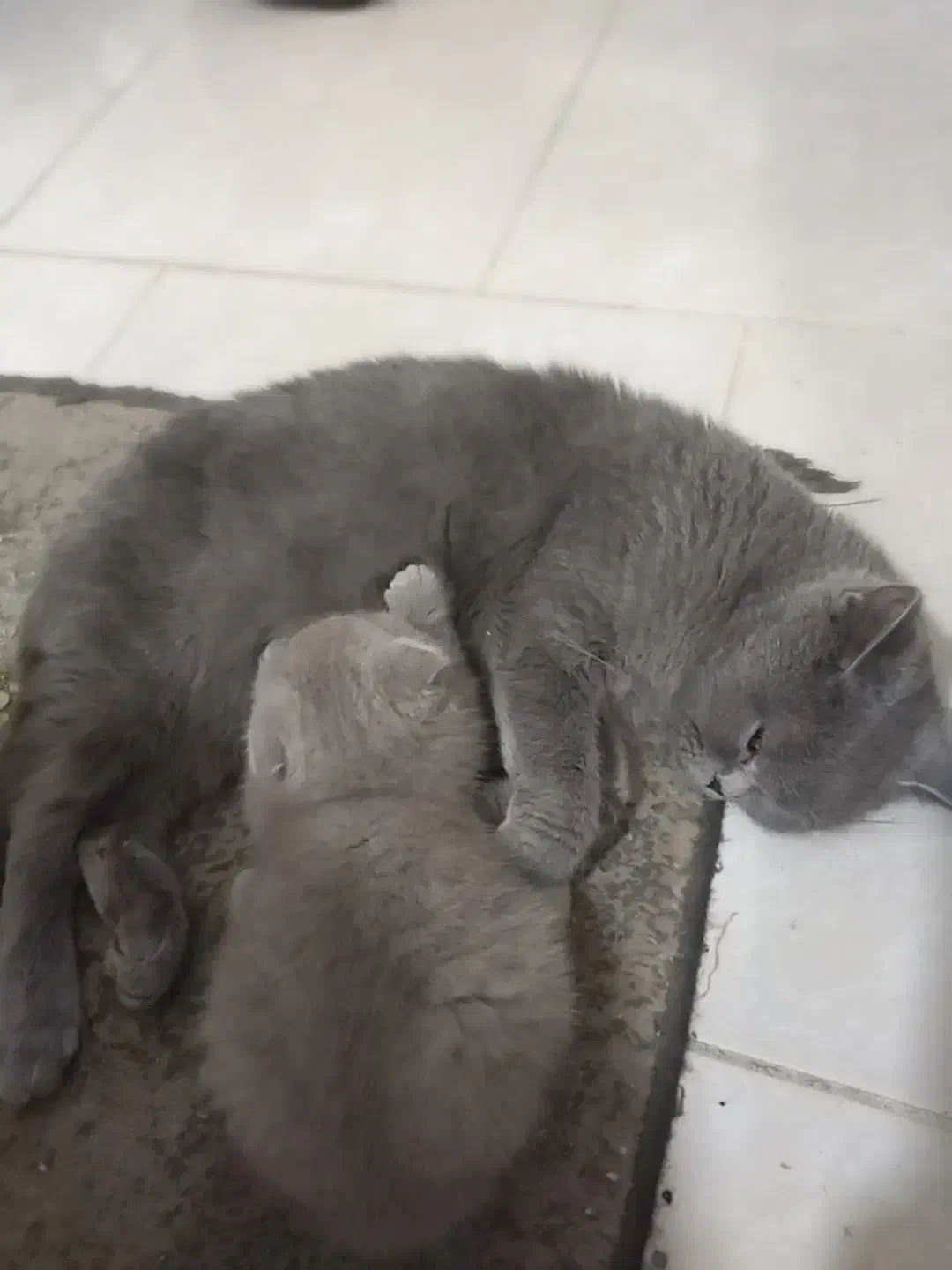 اسکاتیش آنفولد ماده بالغ ۲ونیم ساله عقیم نشده|گربه|مشهد, کوثر|دیوار