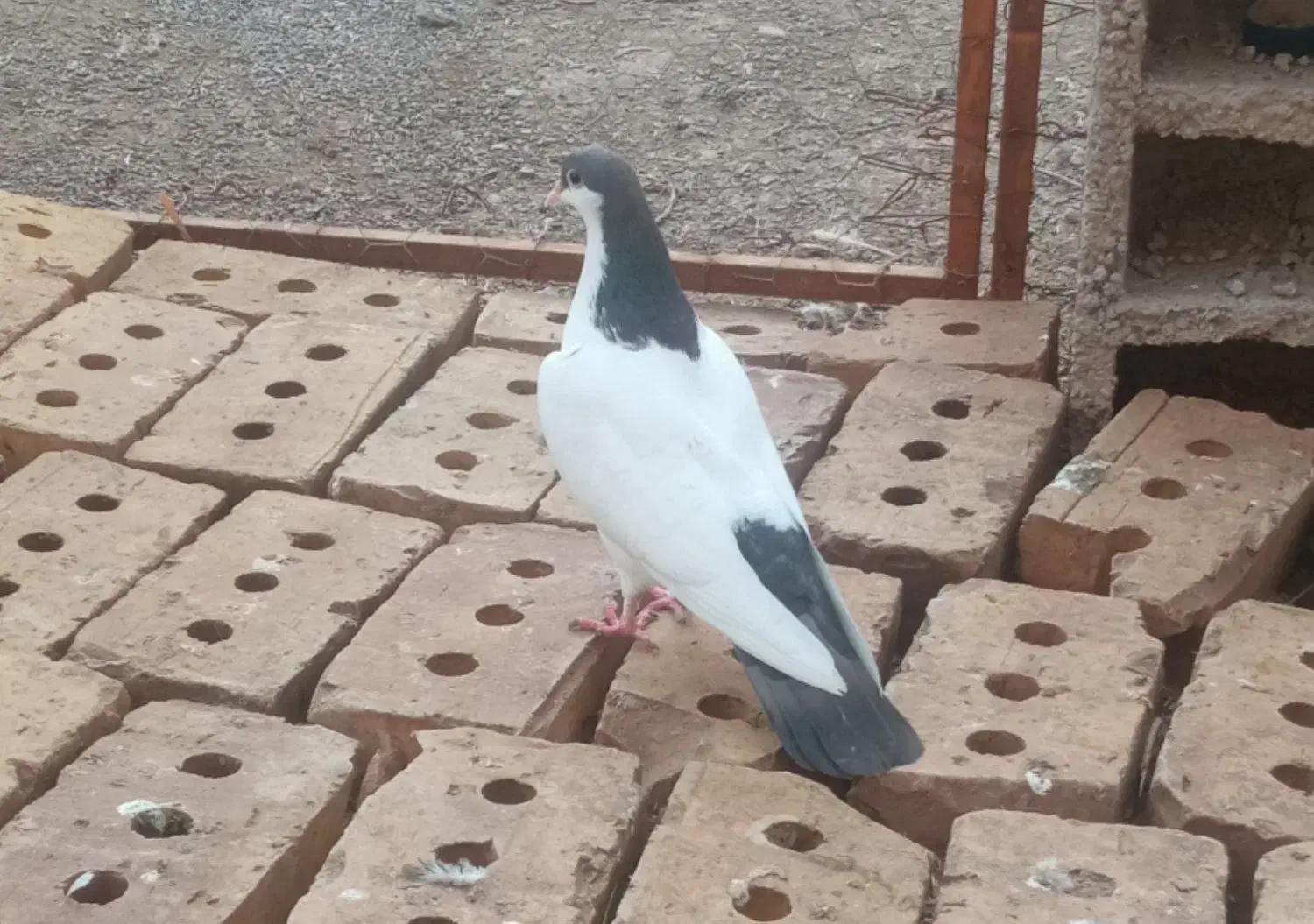 کبوتر|پرنده|نیشابور, مازول|دیوار