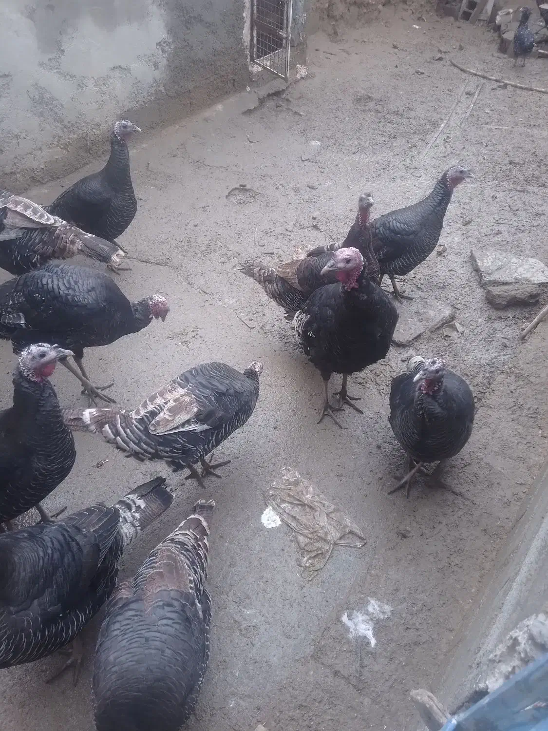 بوقلمون های محلی نر ماده|حیوانات مزرعه|شاهین دژ, |دیوار