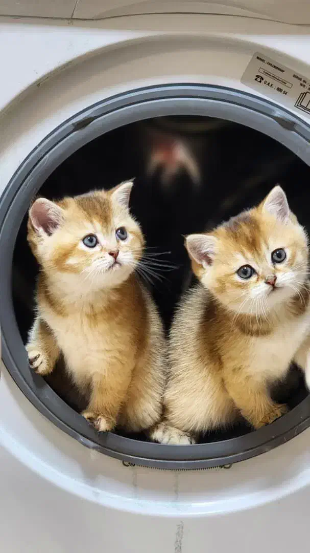 مجموعه گربه های اشرافی|گربه|تهران, پونک|دیوار