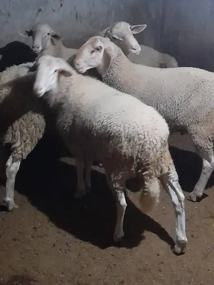 گوسفند قوچ لاکن|حیوانات مزرعه|گزنک, |دیوار