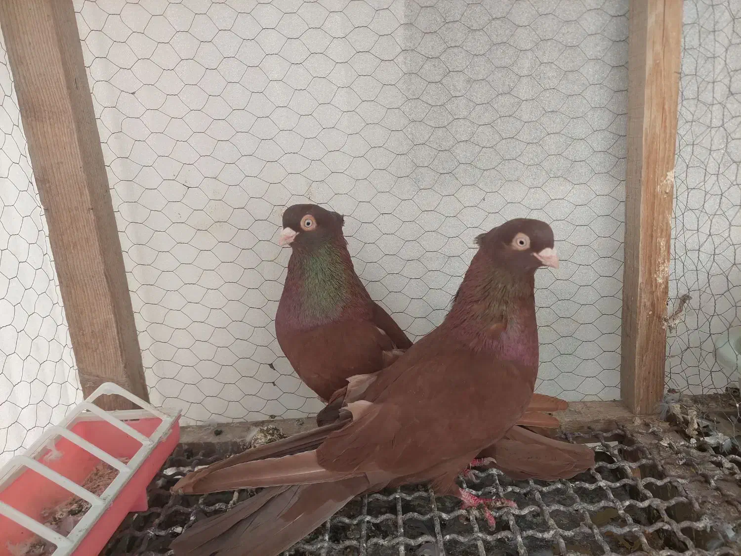 کبوتر سرخ و قیل زاغ صرب|پرنده|شهرضا, |دیوار