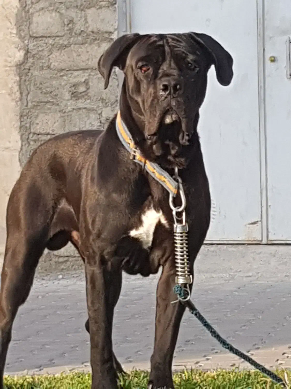 سگ کن کورسو اصیل|سگ|بوکان, |دیوار