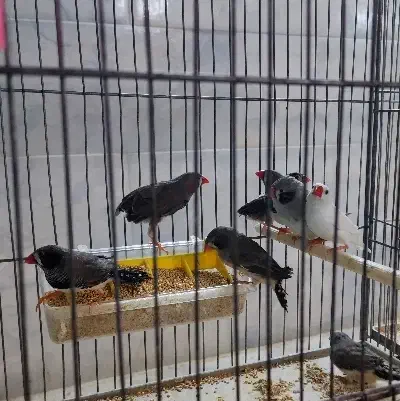 فنچ|پرنده|میبد, |دیوار