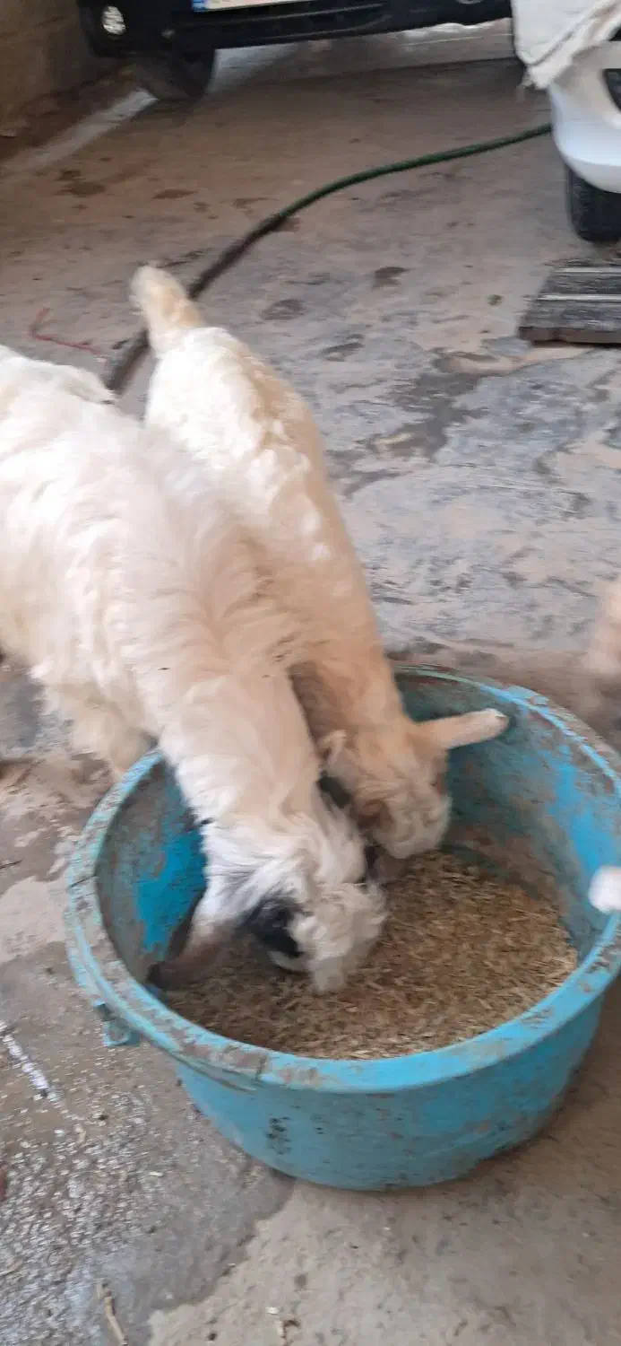 سه عدد بز نر ماده|حیوانات مزرعه|بندر ماهشهر, |دیوار