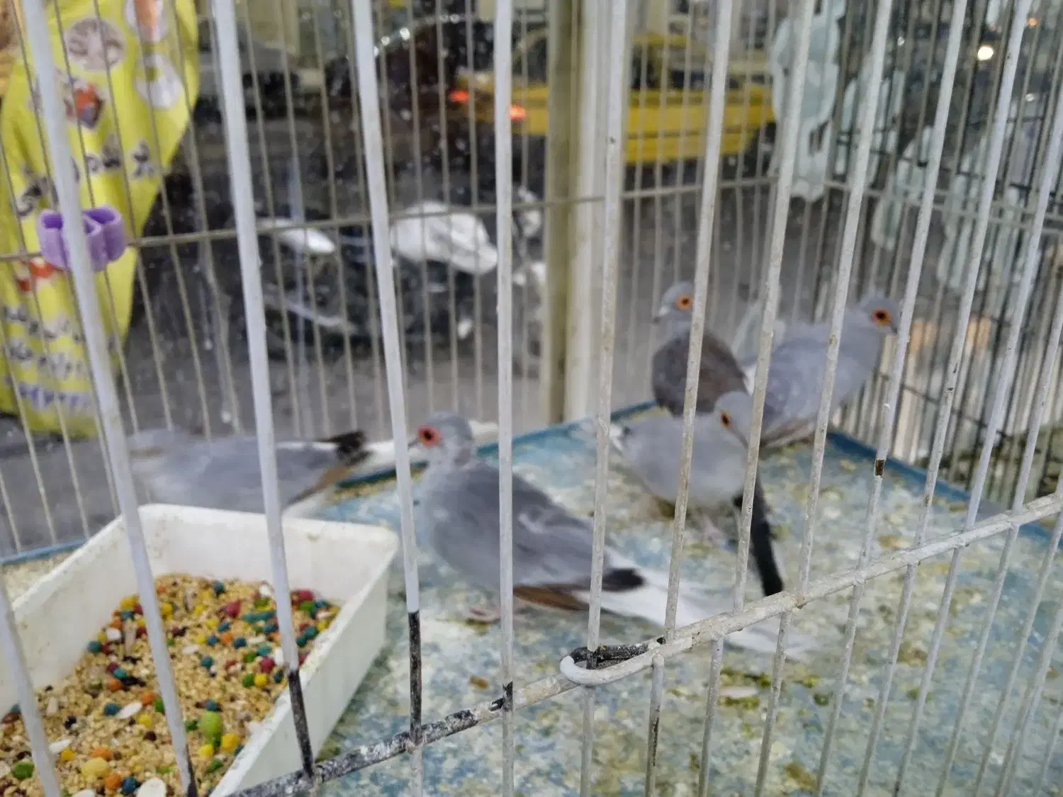 پرنده چینی|پرنده|بهبهان, |دیوار