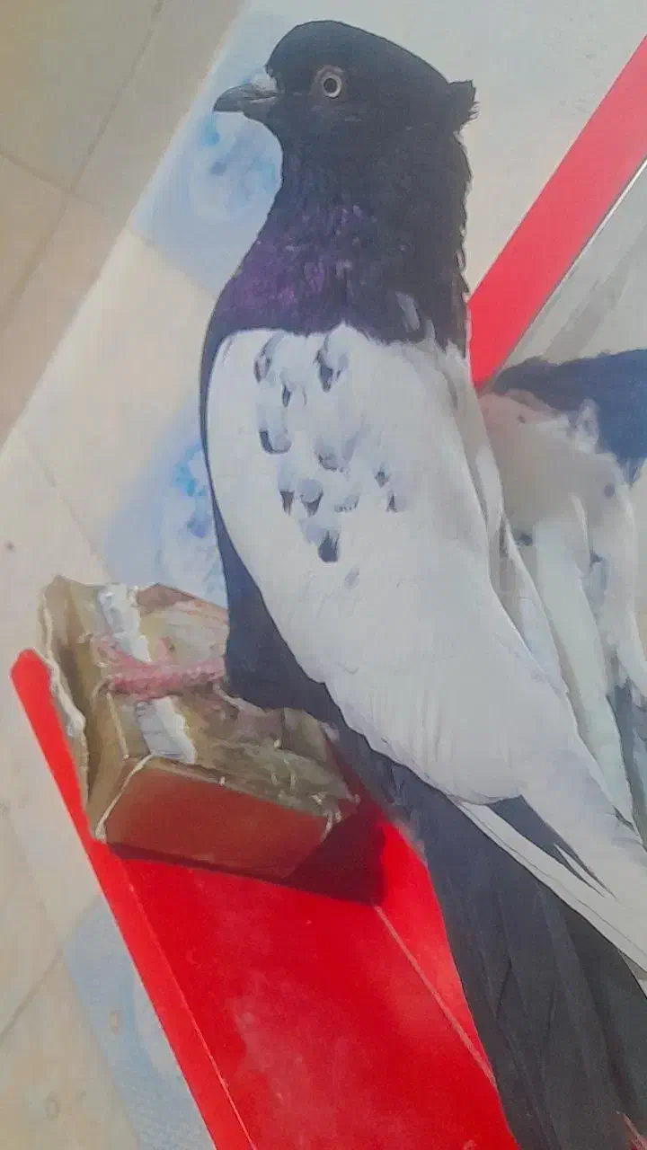 دوتاکبوتر هردو نر پربازی دار|پرنده|بم, |دیوار