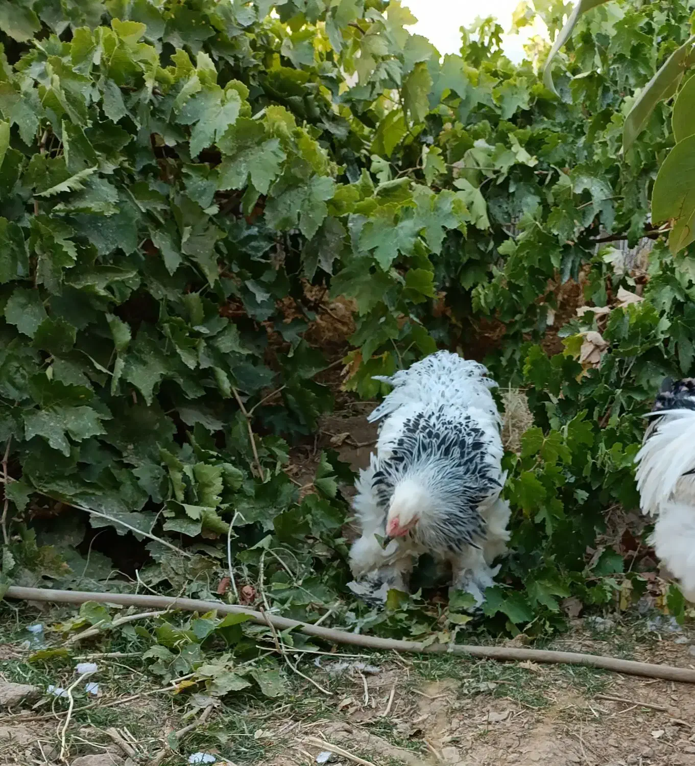 خروس برهما|حیوانات مزرعه|بن, |دیوار