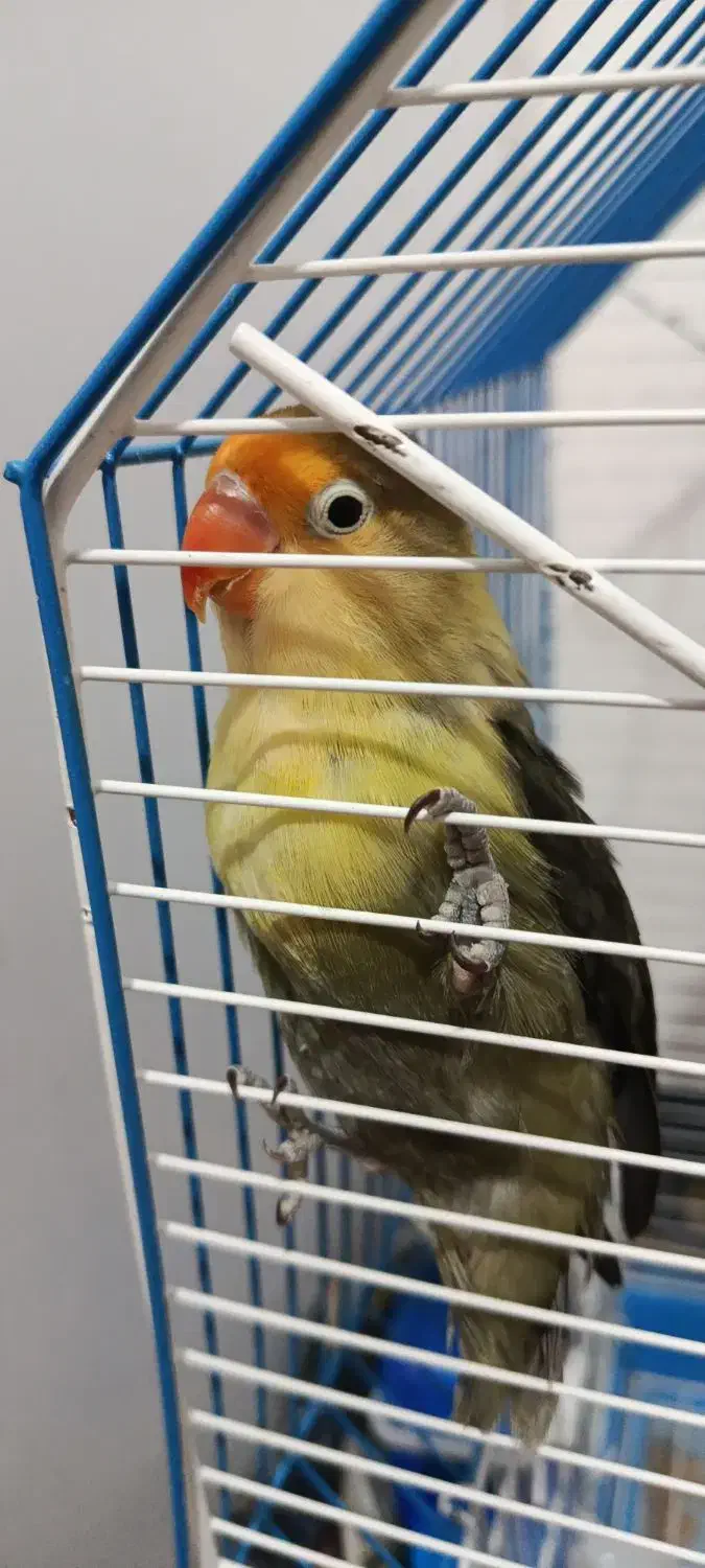 طوطی برزیلی گم شده|پرنده|کنگاور, |دیوار