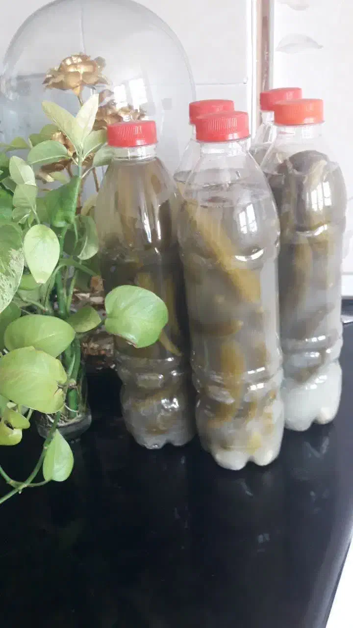 خیارشور خونگی با خیار محلی|خوردنی و آشامیدنی|قم, پردیسان|دیوار