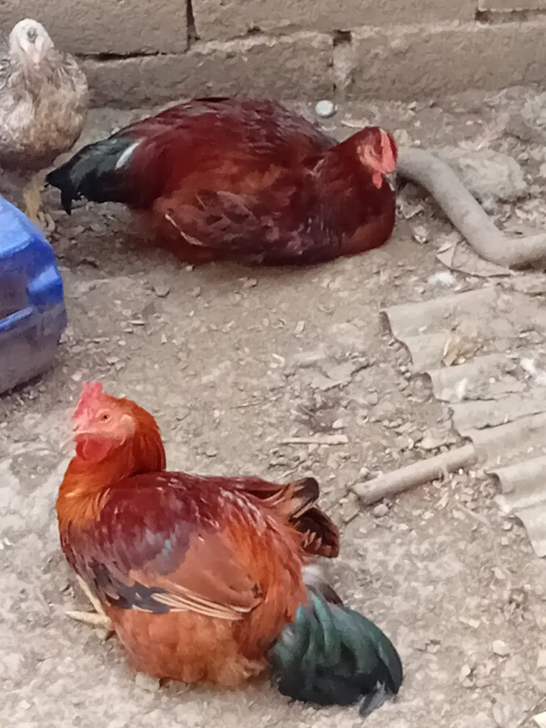 حنایی خروس ،غاز|حیوانات مزرعه|قائم‌شهر, |دیوار