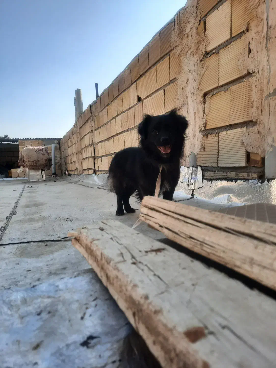 سگ پاکوتاه خانگی|سگ|تاکستان, |دیوار