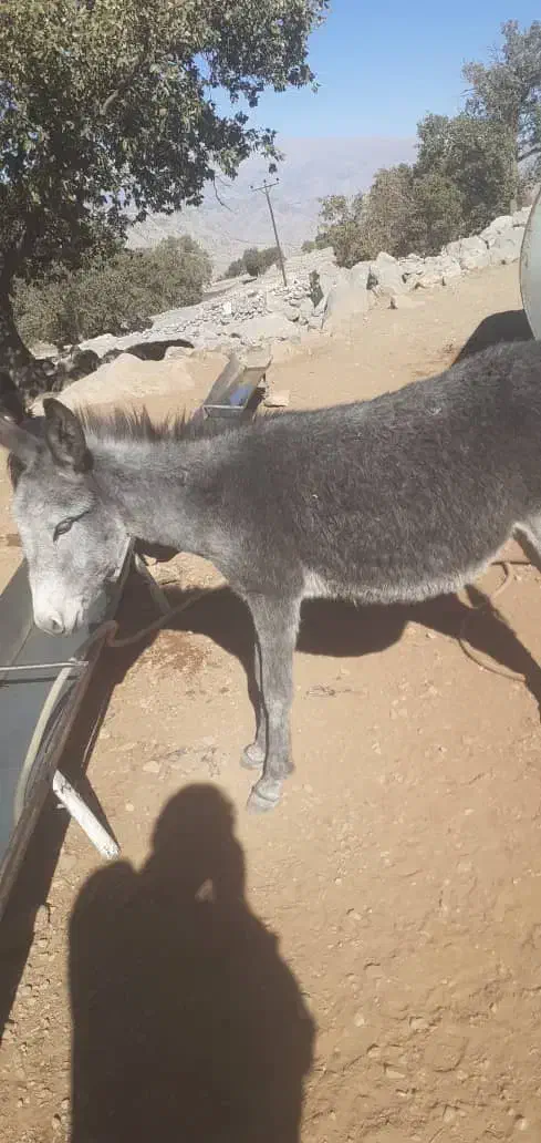 دو عدد کره خر|حیوانات مزرعه|ایذه, |دیوار