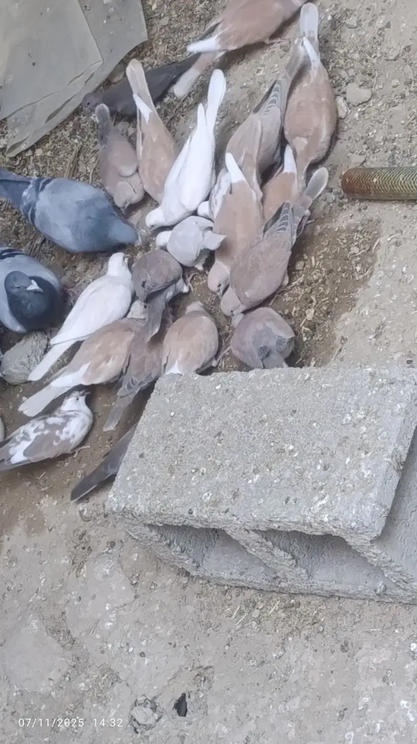 کپوت.مولد سوران|پرنده|سیب و سوران, |دیوار