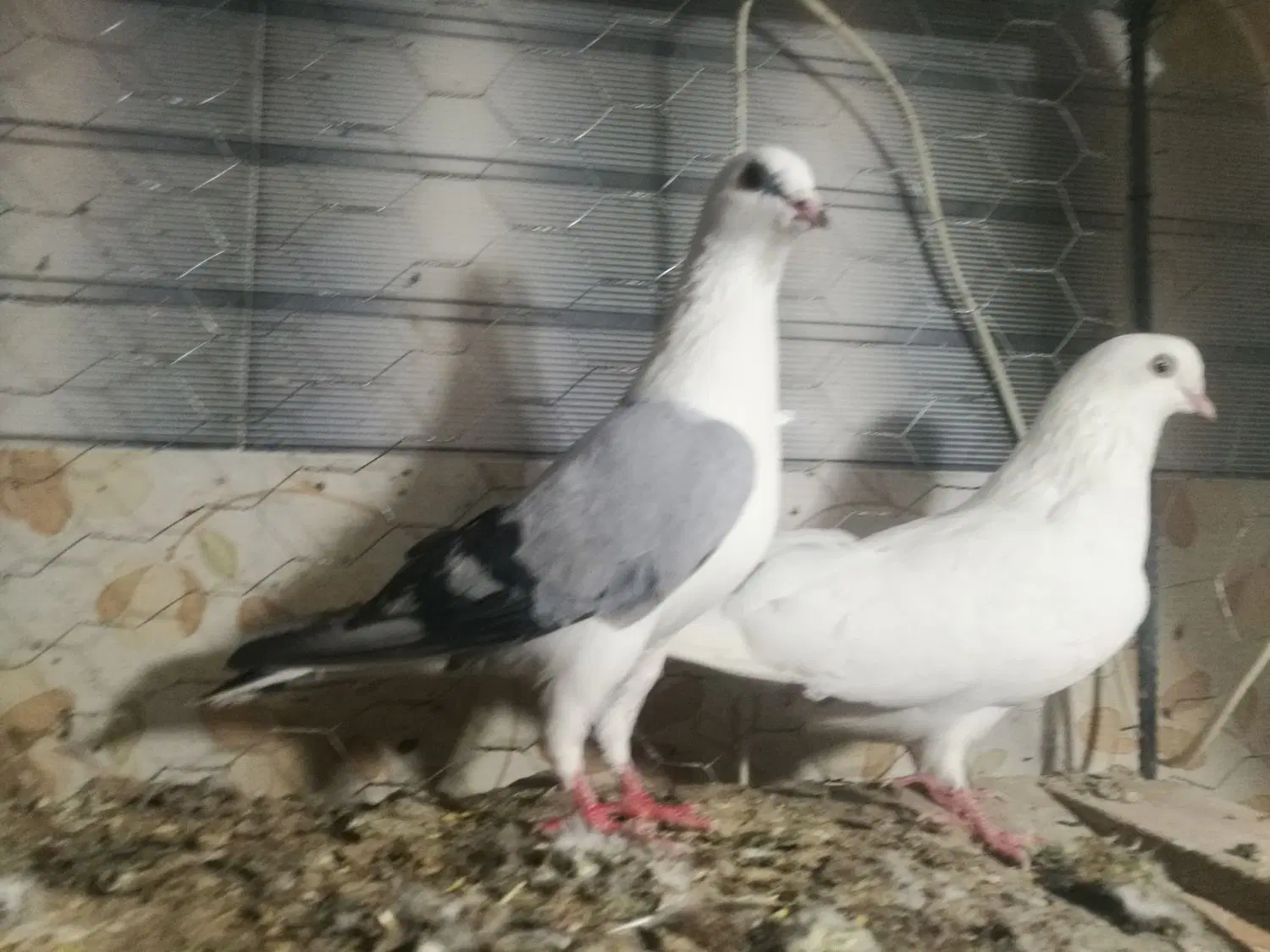سرور|پرنده|میانه, |دیوار