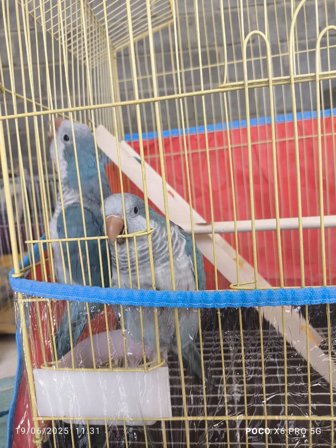 طوطی راهب|پرنده|رودان, |دیوار