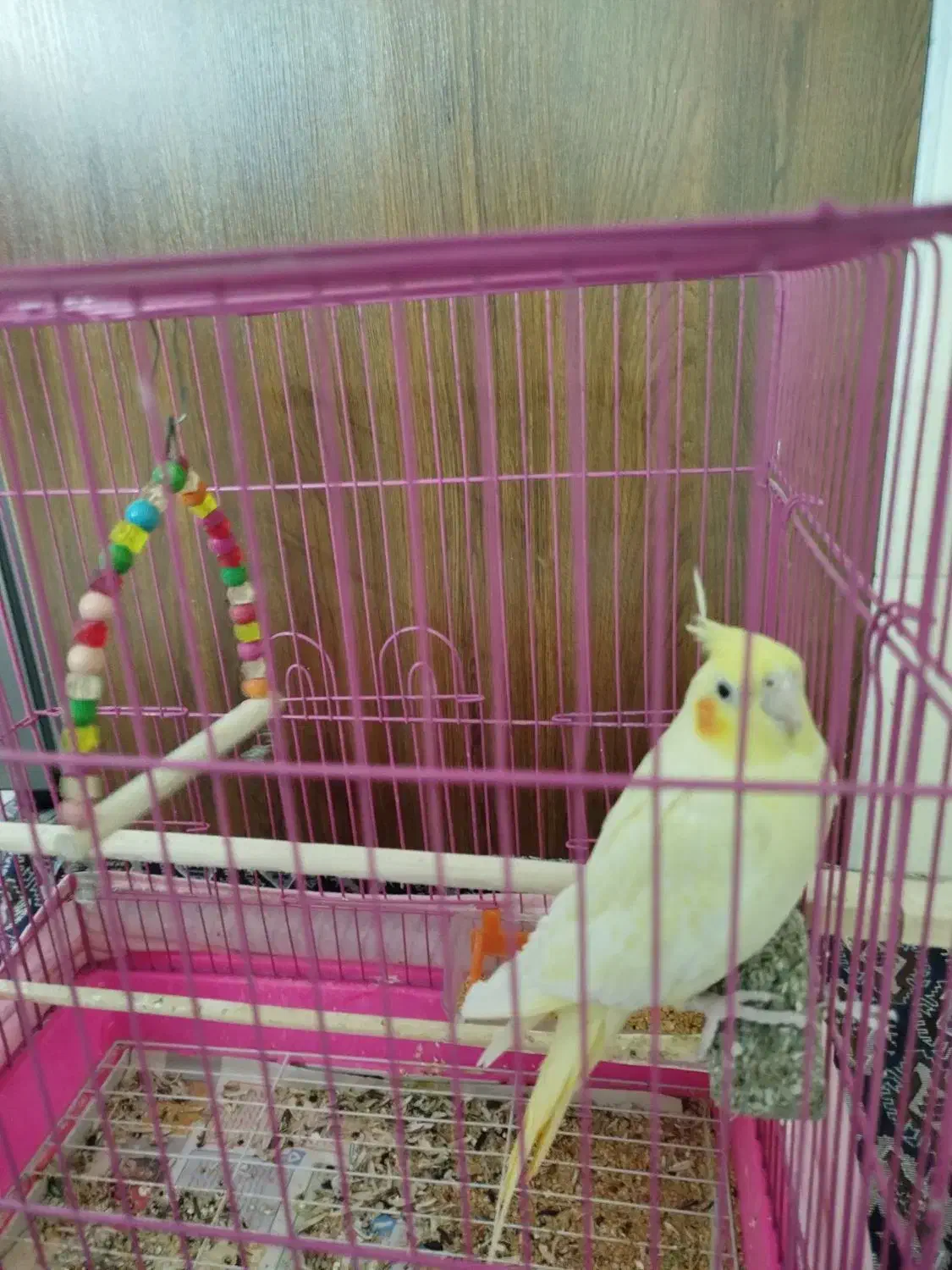 طوطی عروس پنج ماهه ماده با قفس|پرنده|بابل, |دیوار