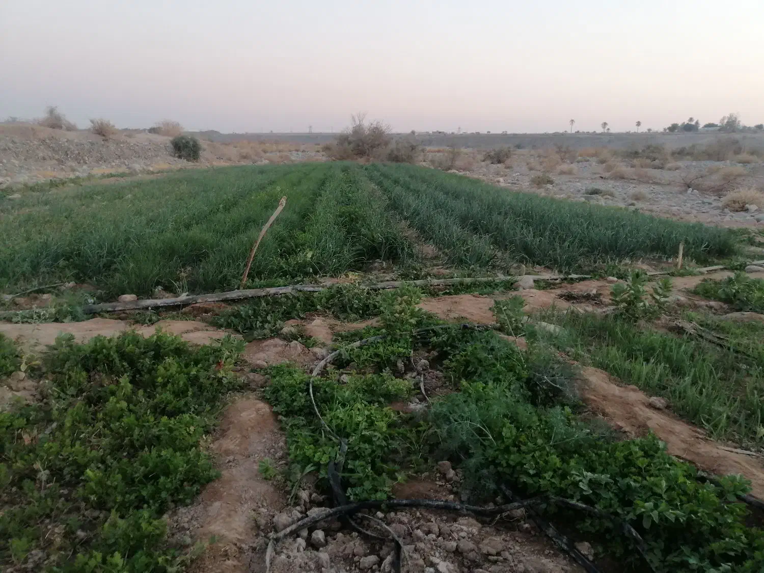 پیاز نشاء|گل و گیاه طبیعی|جیرفت, |دیوار