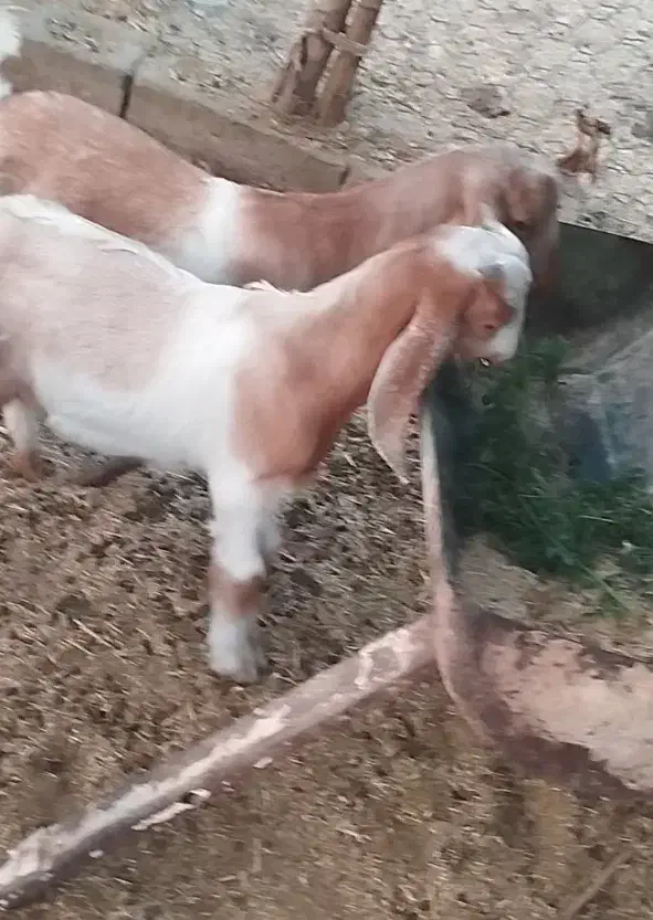 کهره نر فاریاب|حیوانات مزرعه|کهنوج, |دیوار