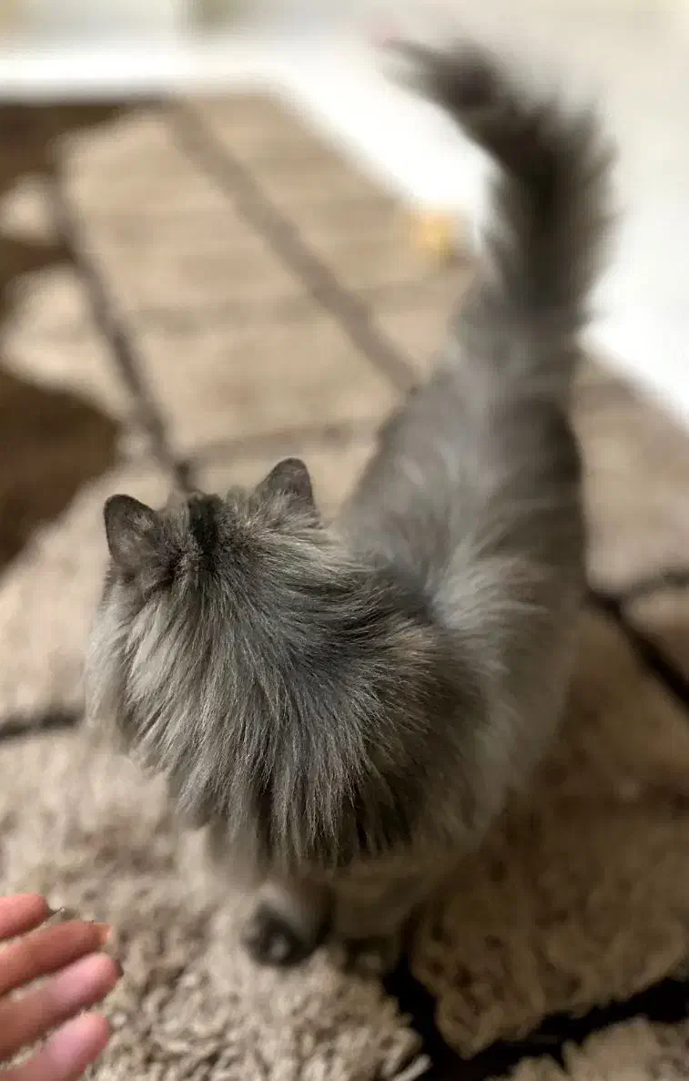 گربه ماده پرشین تربیت شده|گربه|گرگان, |دیوار